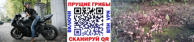 купить наркоту  сайты даркнета состав  Галлюциногенные грибы мухоморы  Анадырь 